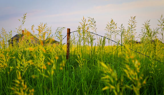 Farmland with closeup of greenery and picket fence